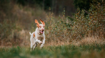 Understanding Postbiotics for Dogs